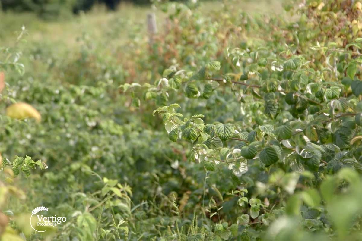 Agrosaveti---organska-malina-i-kupina---Brezovice---Valjevo---02