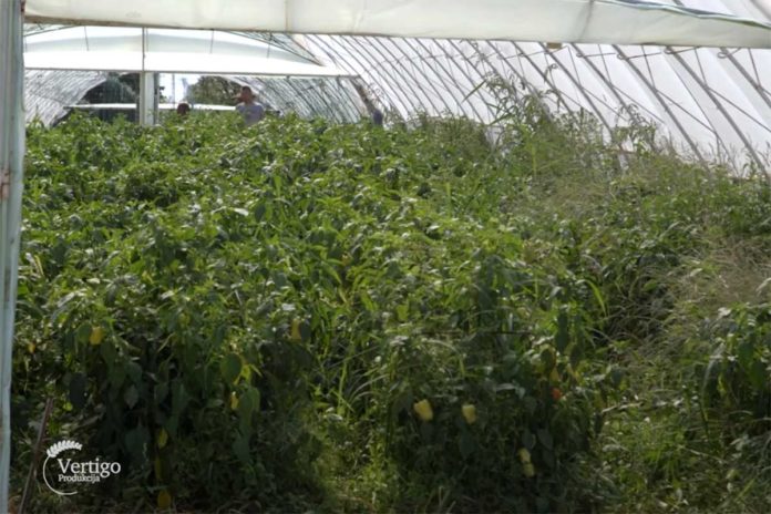 Agrosaveti---proizvodna-povrca---Mala-Vranjska---02 Agrosaveti---proizvodna-povrca---Mala-Vranjska---02