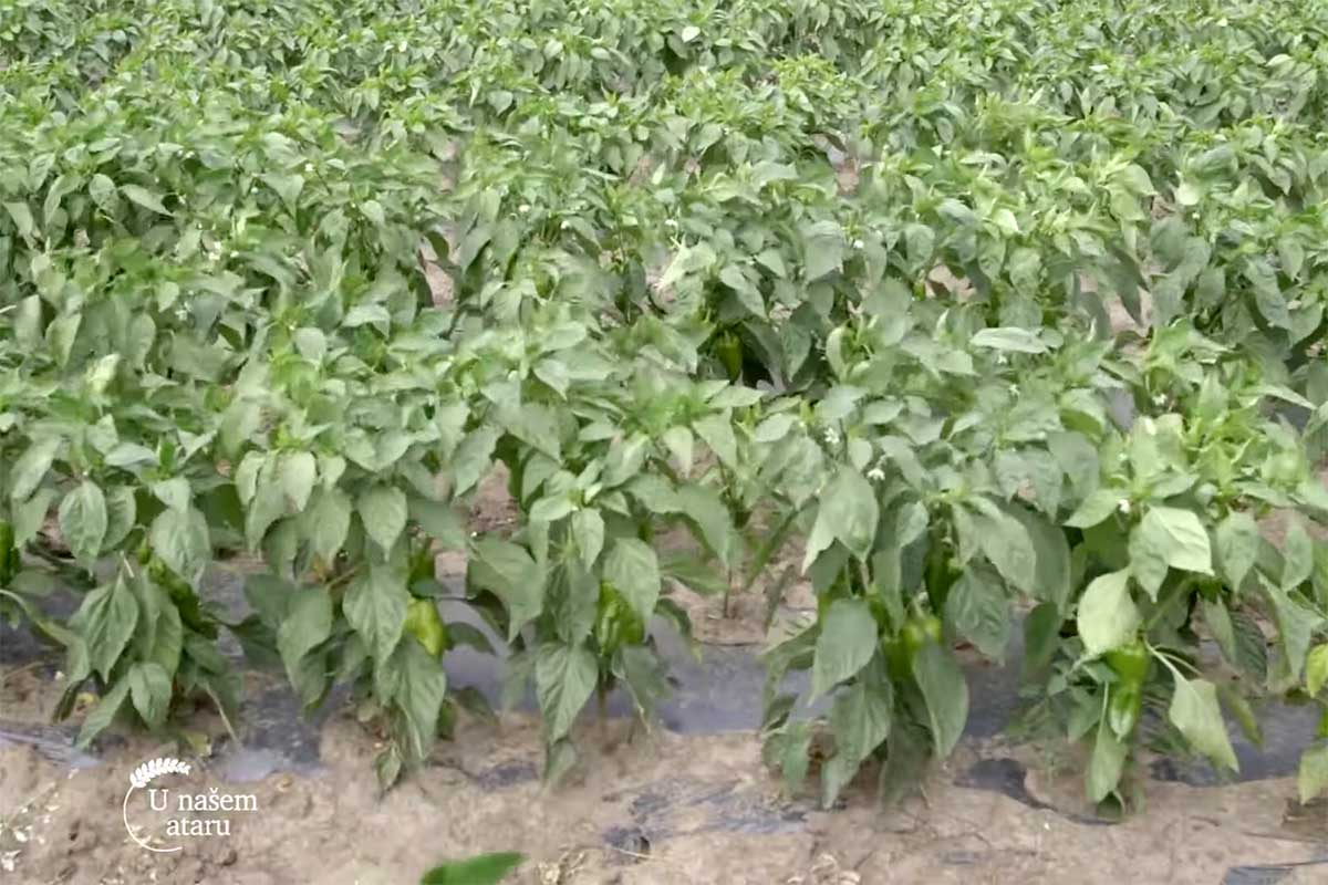 Agrosaveti---proizvodna-povrca---Mala-Vranjska---03