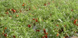 Agrosaveti---proizvodnja-semenske-paprike---03