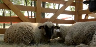Agrosaveti---susret-ovcara---Sanad---02