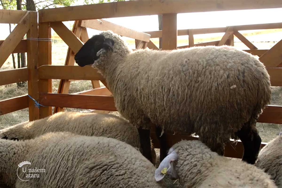 Agrosaveti---susret-ovcara---Sanad---03