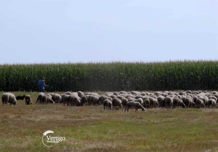Agrosaveti---uzgoj-Il-de-France-ovaca---01 Agrosaveti---uzgoj-Il-de-France-ovaca---01