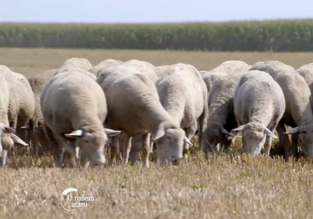 Agrosaveti---uzgoj-Il-de-France-ovaca---02