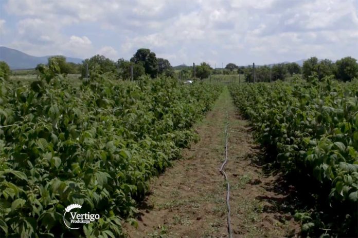 Agrosaveti---uzgoj-malina---Mivicevo---01 Agrosaveti---uzgoj-malina---Mivicevo---01