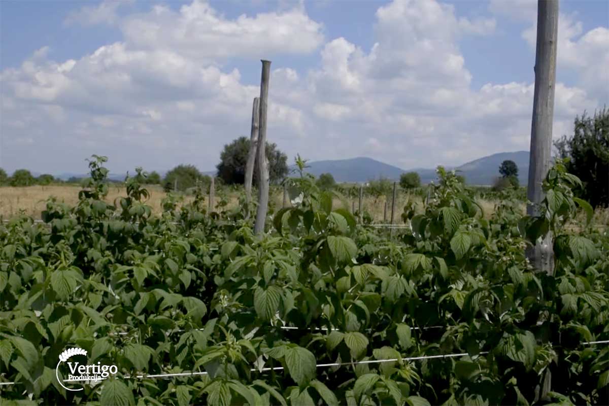 Agrosaveti---uzgoj-malina---Mivicevo---02