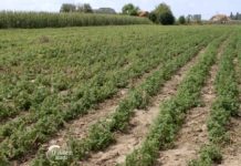 Agrosaveti---uzgoj-zacinskog-i-lekovitog-bilja---Dobric---02