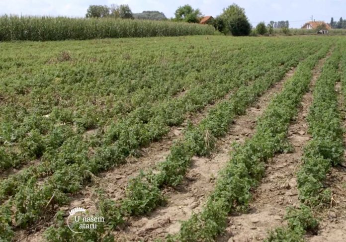Agrosaveti---uzgoj-zacinskog-i-lekovitog-bilja---Dobric---02