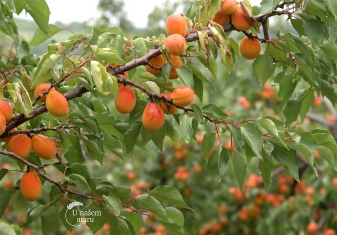 Agrosaveti---uzgoja-kajsije---Zaklopaca---02