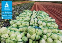 Fotkaj plod i uvećaj rod – Povrće iz Đurđeva Agrosaveti---Adama---Kupus---Djurdjevo---Gordana-Gajsin---Fotkaj-plod-i-uvecaj-rod---Konkurs-04