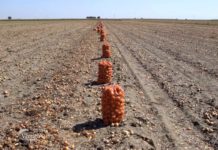 Agrosaveti---Crni-luk---Backi-Petrovac---01
