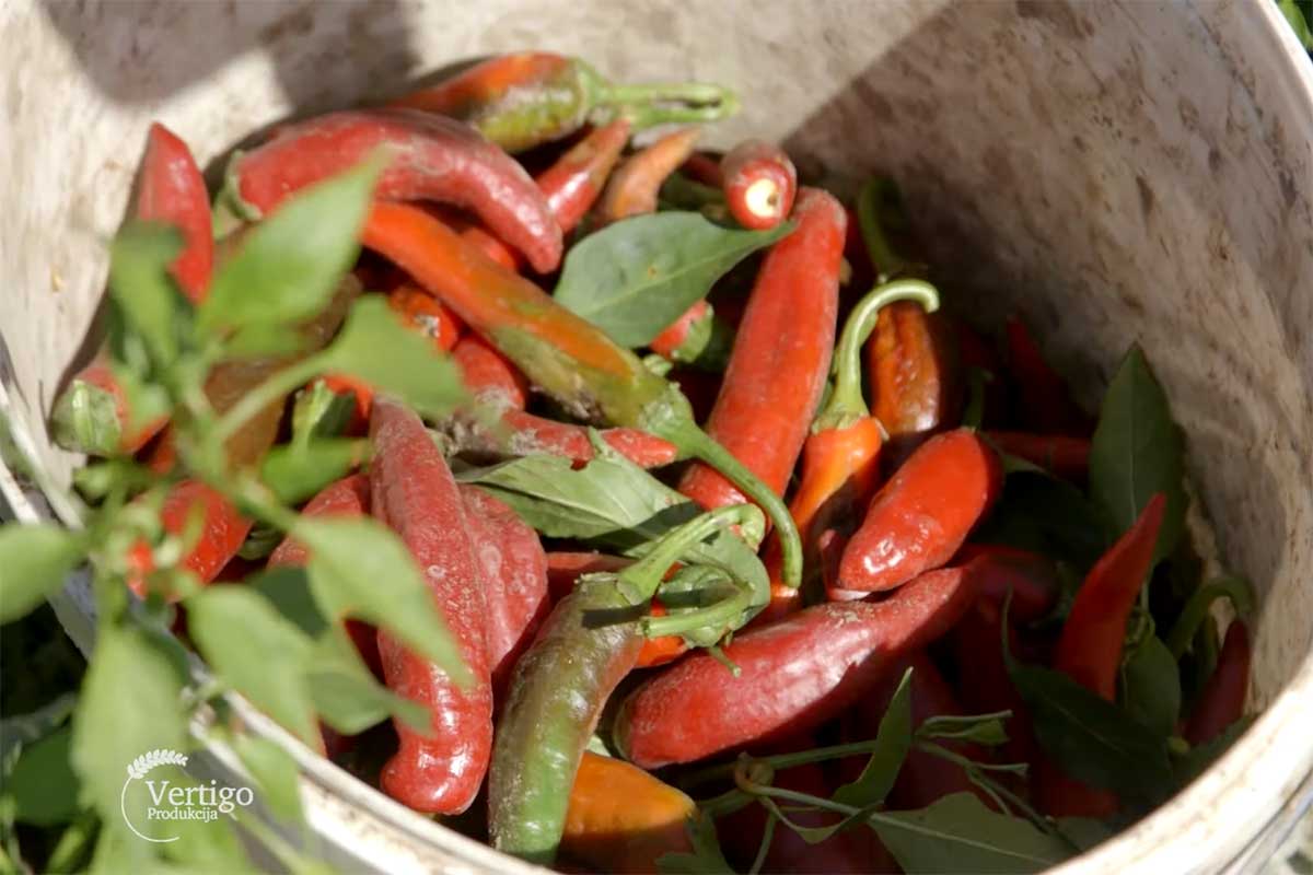 Agrosaveti---Industrijska-paprika---Backi-Petrovac---01