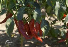 Agrosaveti---Industrijska-paprika---Backi-Petrovac---02