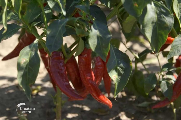 Agrosaveti---Industrijska-paprika---Backi-Petrovac---02 Agrosaveti---Industrijska-paprika---Backi-Petrovac---02