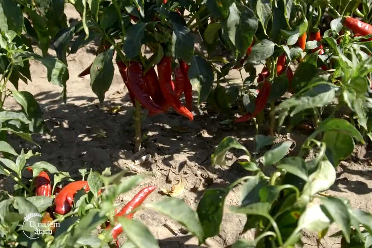 Agrosaveti---Industrijska-paprika---Backi-Petrovac---03