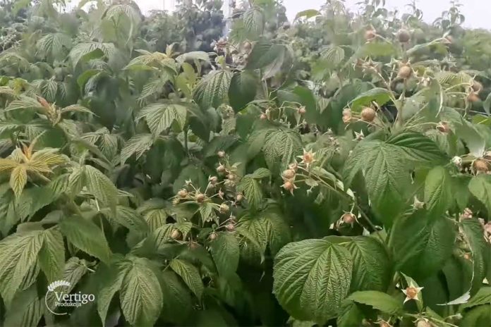 Agrosaveti---Organska-proizvodnja-malina---Backa-Palanka---03 Agrosaveti---Organska-proizvodnja-malina---Backa-Palanka---03