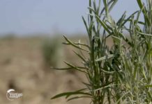 Agrosaveti---Proizvodnja-lavande---Backo-Gradiste---01