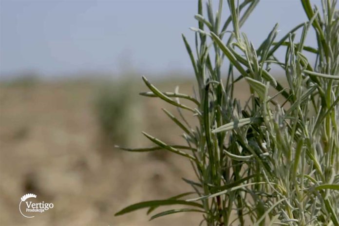 Agrosaveti---Proizvodnja-lavande---Backo-Gradiste---01