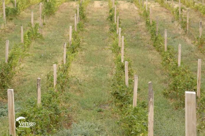 Vinograd Agrosaveti---Smedervski-vinograd---02