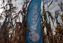 Vrhunski prinosi Syngenta Artesian hibrida Agrosaveti---Syngenta---Arteisan-hibridi---kukuruz---02