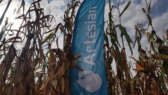 Agrosaveti---Syngenta---Arteisan-hibridi---kukuruz---02