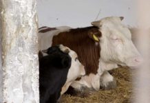 Agrosaveti---Tov-junadi---Sanad---01