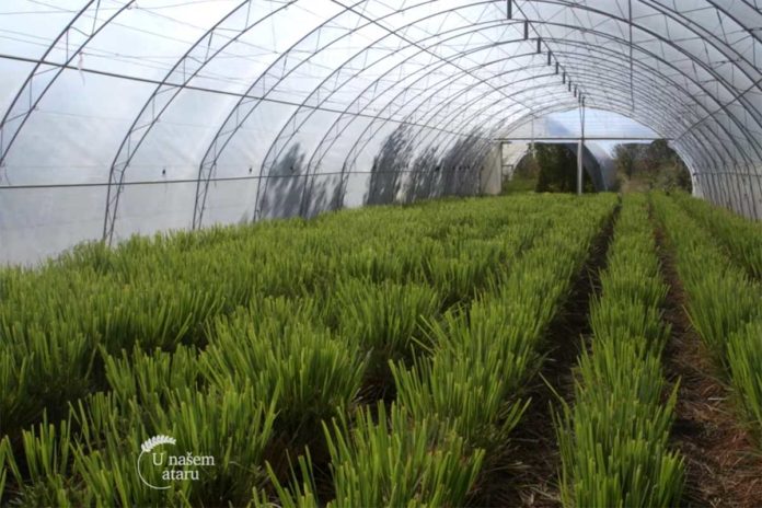 Agrosaveti---limun-trava---Kikinda---02 Agrosaveti---limun-trava---Kikinda---02
