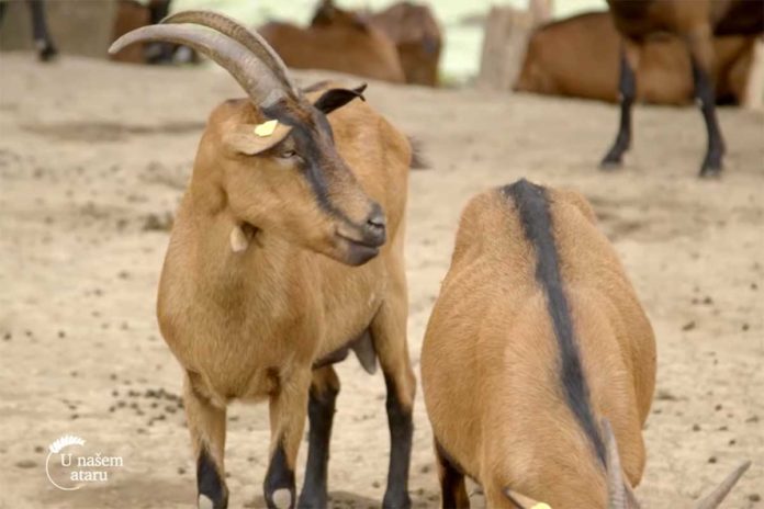 Agrosaveti---stado-koza---Radinac---01