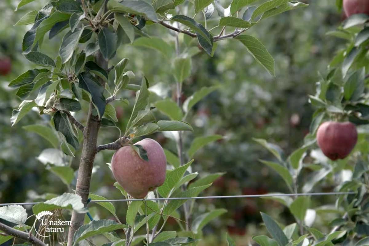 Agrosaveti---uzgoj-jabuka---Kamnedol---01