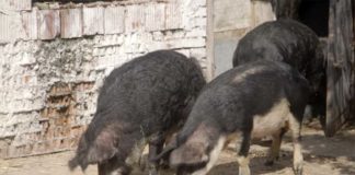 Agrosaveti---uzgoj-mangulica---Kacarevo---01