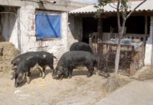 Uzgoj mangulica u Kačarevu Agrosaveti---uzgoj-mangulica---Kacarevo---03