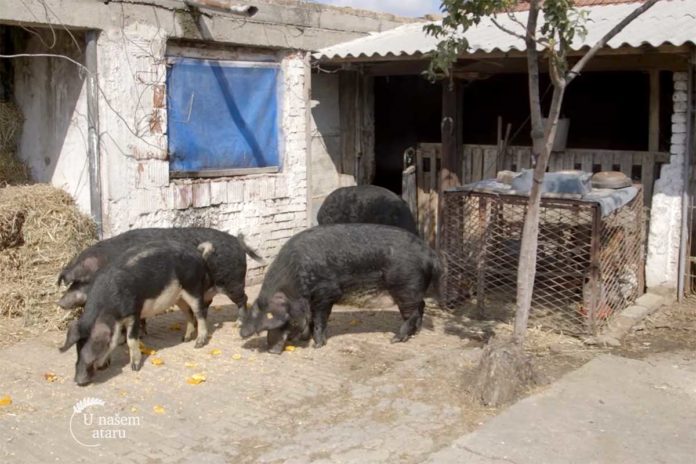Agrosaveti---uzgoj-mangulica---Kacarevo---03