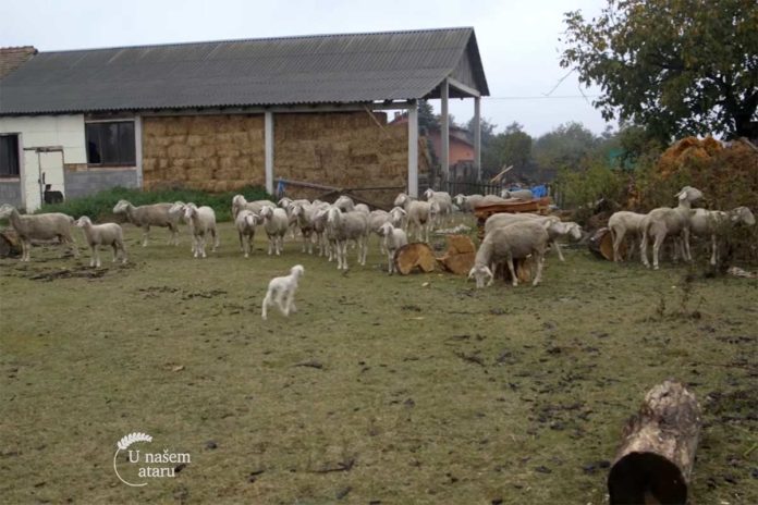 Agrosaveti---uzgoj-ovaca---tov-junadi---Dobric---02 Agrosaveti---uzgoj-ovaca---tov-junadi---Dobric---02