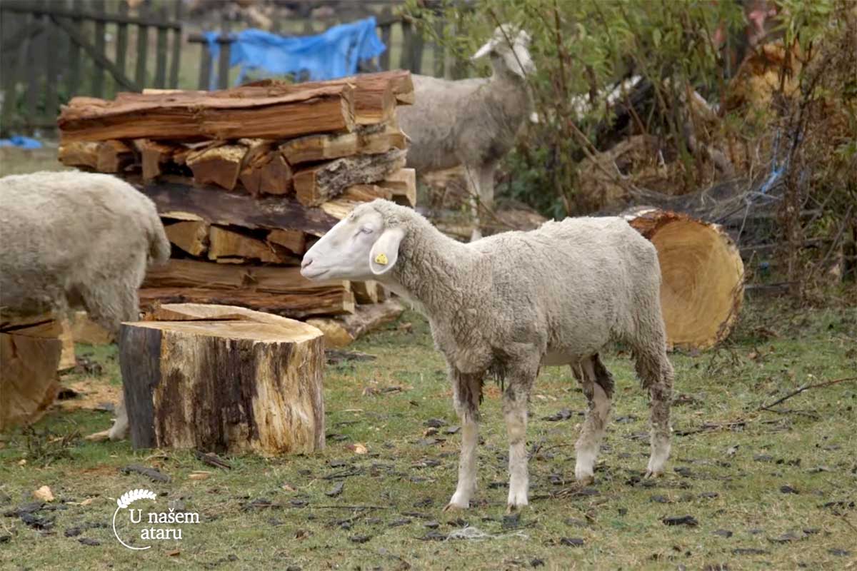 Agrosaveti---uzgoj-ovaca---tov-junadi---Dobric---04