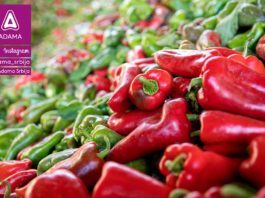 Agrosaveti---Adama---Paprika--Ruski-Krstur---Boris-Medjesi---Fotkaj-plod-i-uvecaj-rod---Konkurs-02