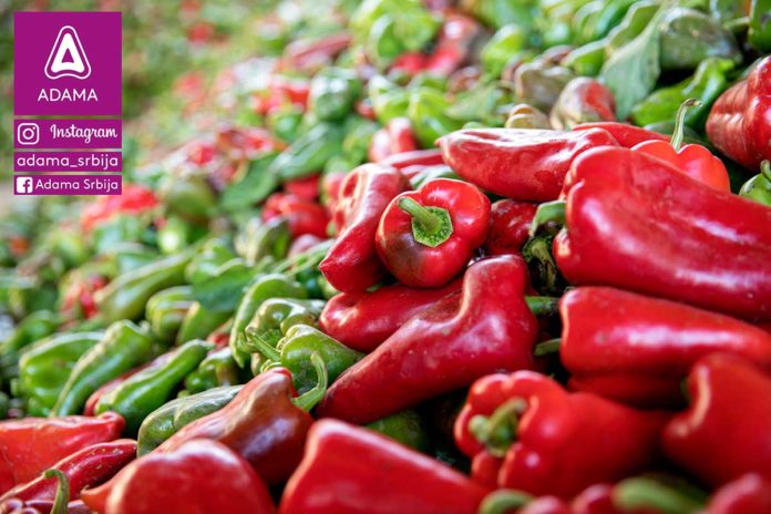 Agrosaveti---Adama---Paprika--Ruski-Krstur---Boris-Medjesi---Fotkaj-plod-i-uvecaj-rod---Konkurs-02 Agrosaveti---Adama---Paprika--Ruski-Krstur---Boris-Medjesi---Fotkaj-plod-i-uvecaj-rod---Konkurs-02