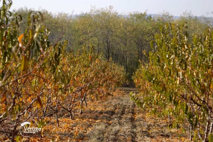 Agrosaveti---Voce---Mali-Pozarevac---breskva---sljiva---musmula---02