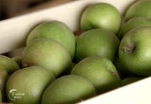 Plasman voća – problem smederevskog kraja Agrosaveti---plasman-voca---01