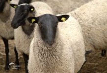 Ispovest stočara: Propali smo sa 300 grla ovaca, nismo mogli više da izdržimo Agrosaveti---romanovska-ovca---01