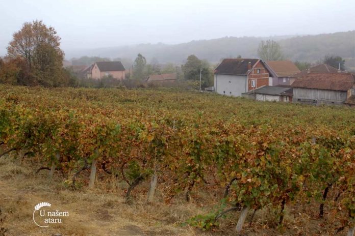 Agrosaveti---uzgoj-vinograda---Derenca---01