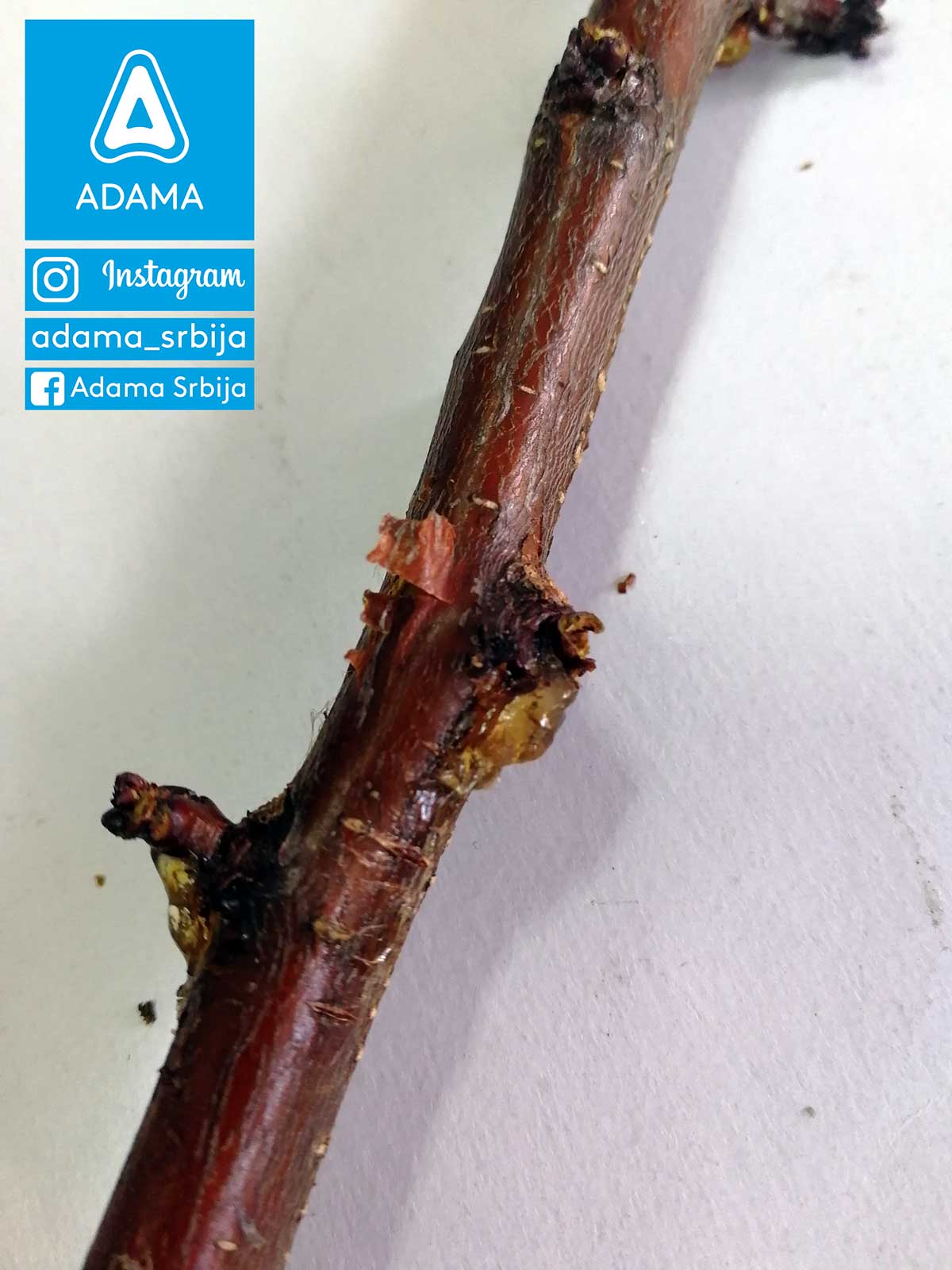 Agrosaveti---Adama---Jesenje-plavo-prskanje---bakterije---kosticavo-voce---bakterijski-eksudat-na-kajsiji-02
