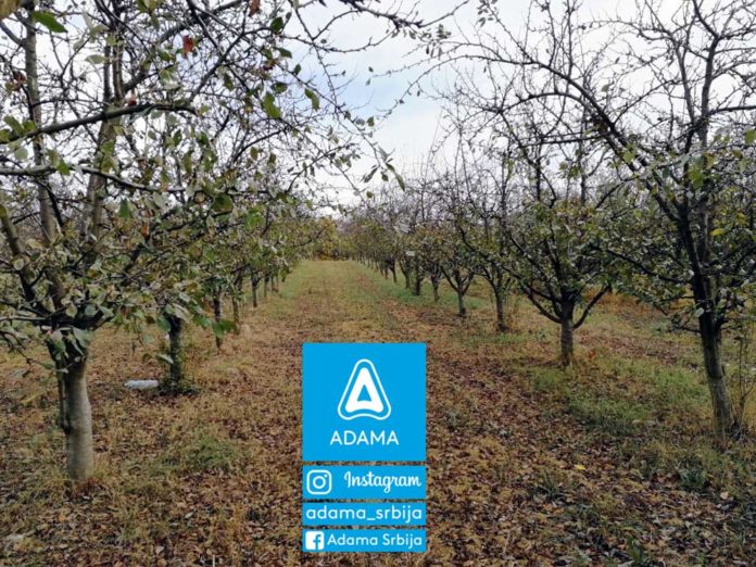 Agrosaveti---Adama---Jesenje-plavo-prskanje---bakterije---kosticavo-voce---mumificirani-plod---sljivik Agrosaveti---Adama---Jesenje-plavo-prskanje---bakterije---kosticavo-voce---mumificirani-plod---sljivik