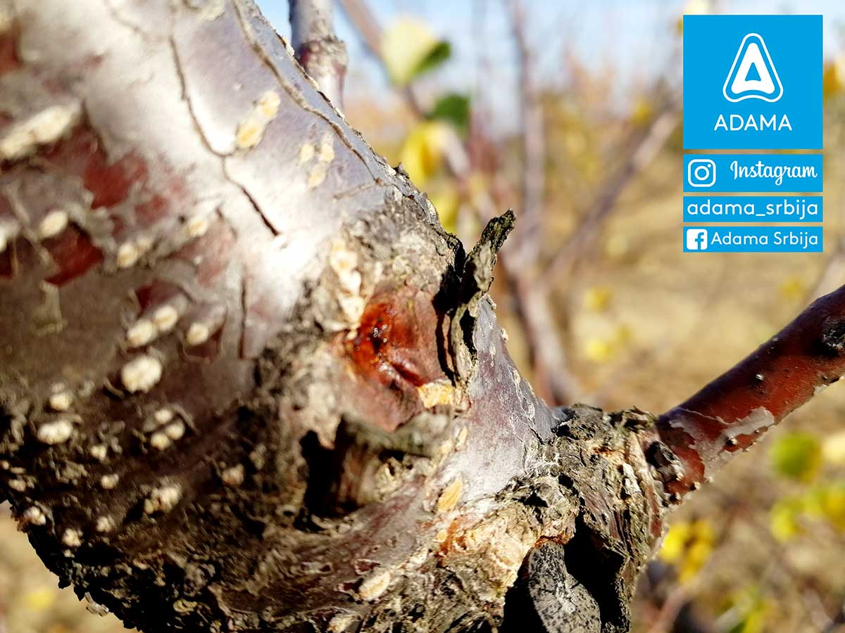 Agrosaveti---Adama---Jesenje-plavo-prskanje---bakterije---kosticavo-voce