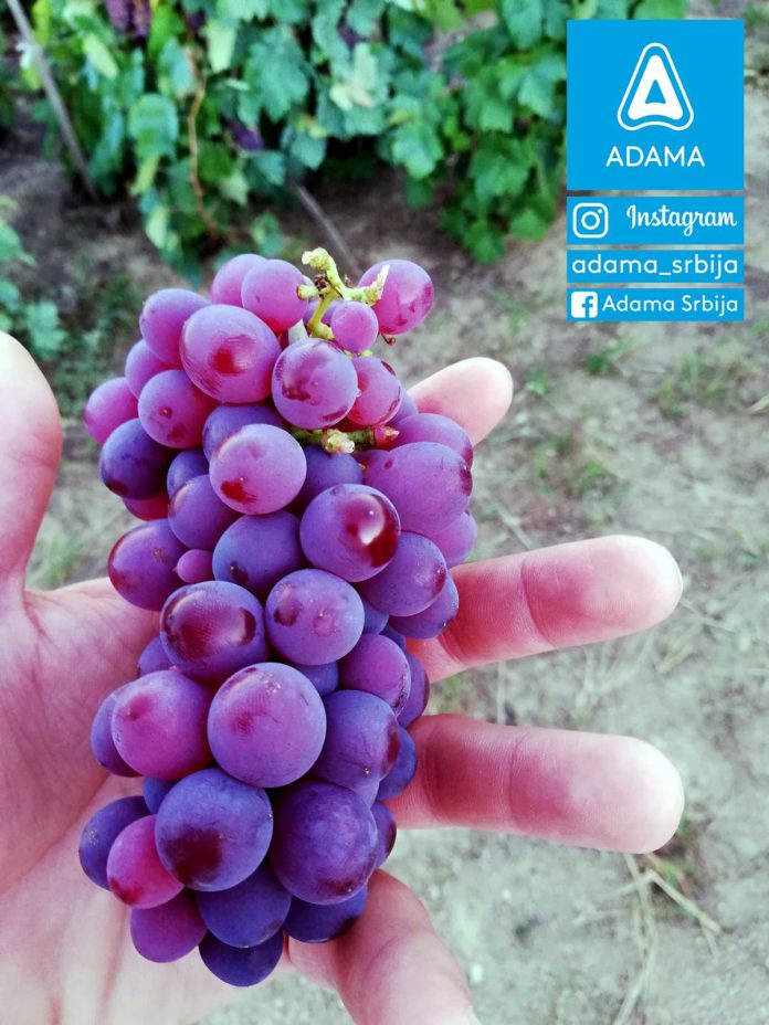 Agrosaveti---Adama---Vinograd---Grozdje---Vino---Drenca---Marko-Vukosavljevic---Fotkaj-plod-i-uvecaj-rod---Konkurs-04 Agrosaveti---Adama---Vinograd---Grozdje---Vino---Drenca---Marko-Vukosavljevic---Fotkaj-plod-i-uvecaj-rod---Konkurs-04