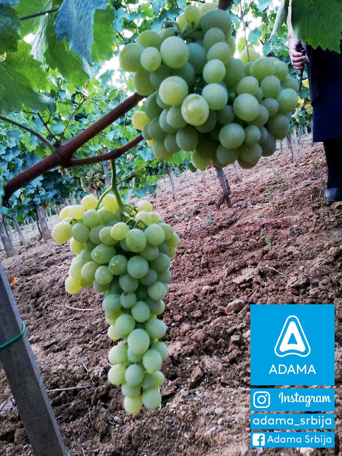 Agrosaveti---Adama---Vinograd---Grozdje---Vino---Drenca---Marko-Vukosavljevic---Fotkaj-plod-i-uvecaj-rod---Konkurs-05
