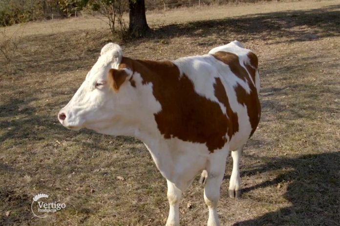 Agrosaveti---kravlje-mleko---Homolje---02 Agrosaveti---kravlje-mleko---Homolje---02