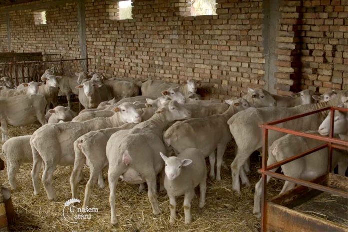 Agrosaveti---ovcarstvo---Melenci---01 Agrosaveti---ovcarstvo---Melenci---01