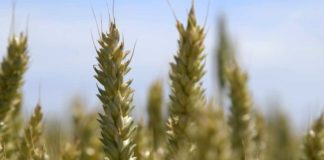 Agrosaveti---ratarstvo---govedarstvo---Curug---02