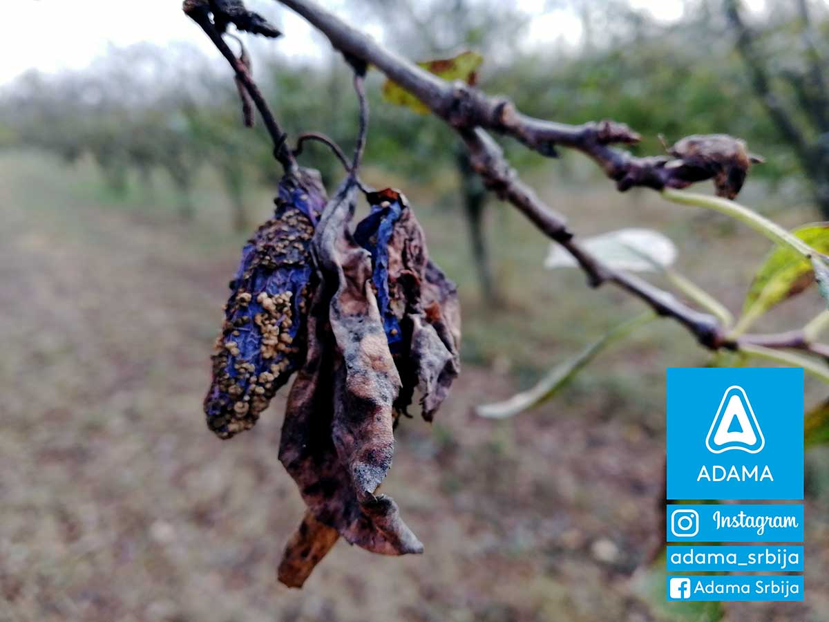 Agrsaveti---Adama---Jesenje-plavo-prskanje---bakterije---kosticavo-voce---mumificirani-plod---monilia