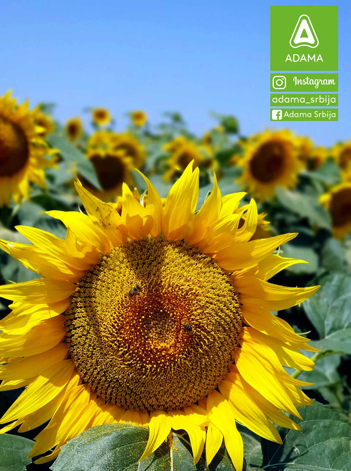 Agrosaveti---Adama---kukukuruz---suncokret---psenica---Milan-Markov---Fotkaj-plod-i-uvecaj-rod---Konkurs-03